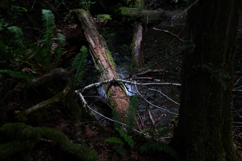 timber, trees, forrest, port angeles, fallen tree, pacific northwest, river, olympic national parc, woodland, woods, washington, day, wood - material, madison falls trailhead