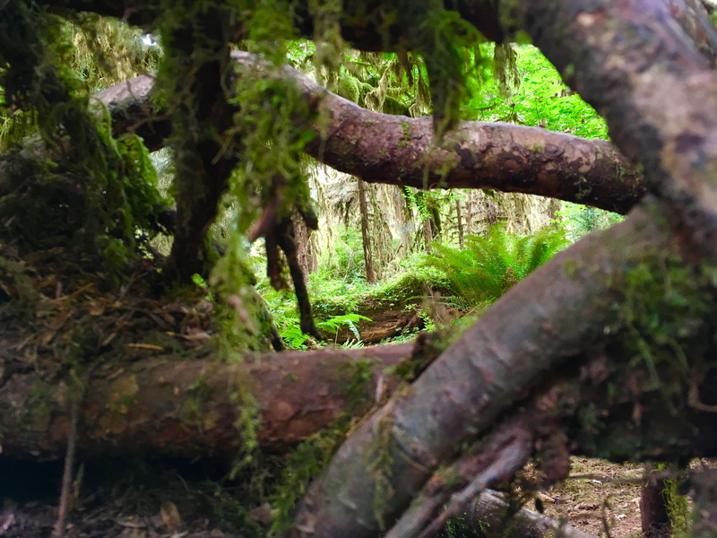 forest, plant, rainforest, growth, tree trunk, moss, woodland, tranquility, day, close-up, national park, trunk, frame, 4K, outdoors, focus on foreground