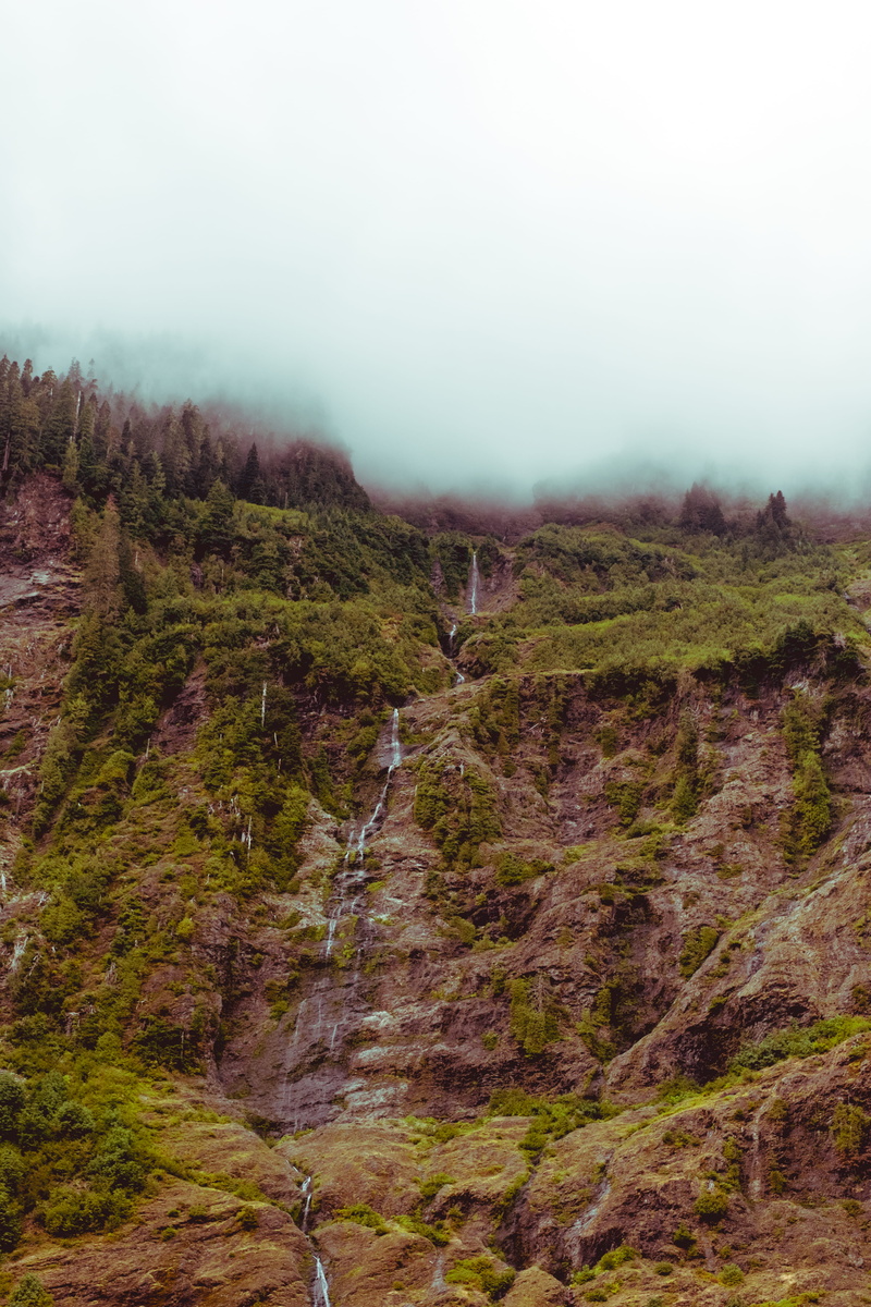 non-urban scene, scenics - nature, port angeles, wanderlust, plateau, tree, land, united states, olympic national park, day, idyllic, fog, tranquility
