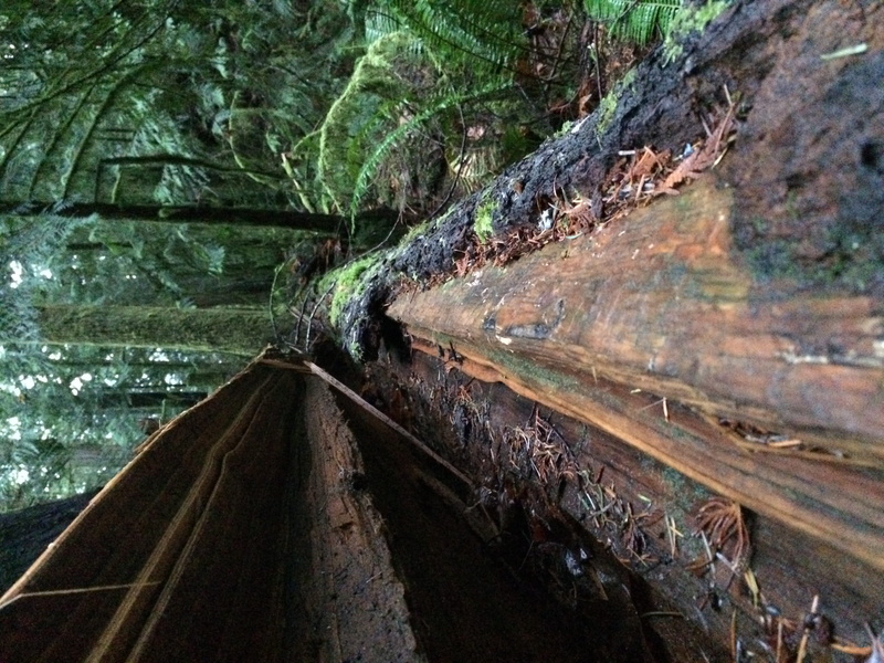 nature, transportation, tranquil scene, pine, railroad track, olympic national park, growth, rainforest, forest, wood - material, green, tree, no people