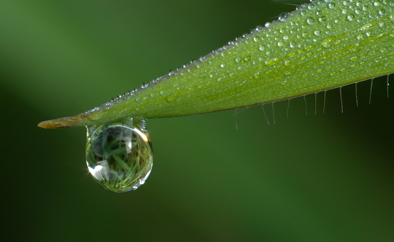 Water, Spain, varios, naturaleza, Nature, Macro, tamron, Green, Aero, Drop, 2K, Grass