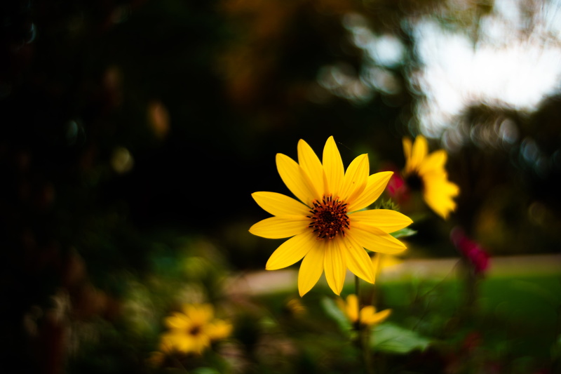 photography, plant, Elmarit, outdoors, 35mm, petal, nature, selective, focus, summer, yellow, lens, daisy, creopsis, meadow, 4K, Leitz, flower, turbo