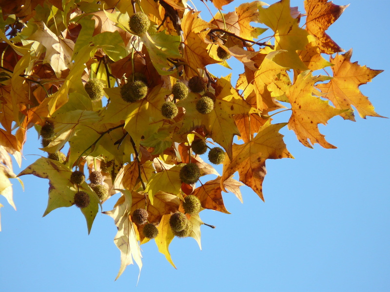 beauty in nature, natural condition, bright, platanaceae, back light, no people, clear sky, Plane, change, plant part, leaved, 2K, autumn, leaf, platanus hispanica