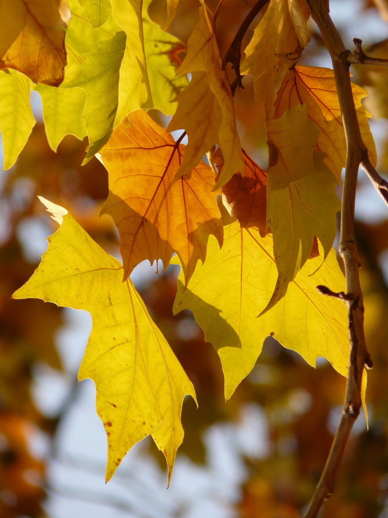 maple leaf, fall, tree, beauty in nature, natural condition, hybrid plane, change, platanus hispanica, leaf, colorful, fruit, maple leaved plane, fragility
