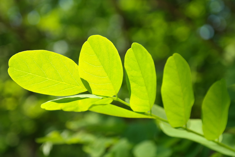 deciduous tree, silver rain, green color, shades of green, green, focus, ornamental plant, shine through, freshness, leaf veins, leaf green, new life, light green