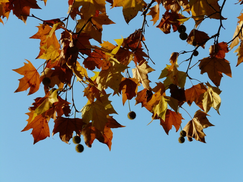 plant, bright, platanaceae, golden, growth, season, yellow, change, hybrid plane, platanus hispanica, outdoors, no people, london plane, natural condition