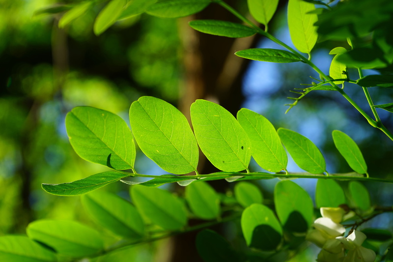 bright green, shine through, translucent, early summer pasture plant, deciduous tree, backgrounds, green, false acacia, freshness, filigree, sunlight, light
