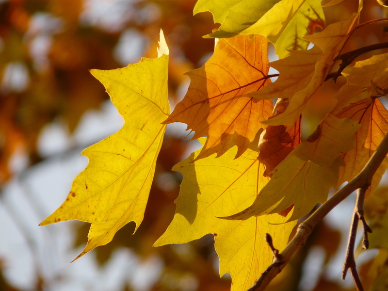 outdoors, gold colored, day, change, plant part, plant, yellow, colorful, fruit, Plane, platanaceae, branch, growth, back light, leaf vein, close-up, nature