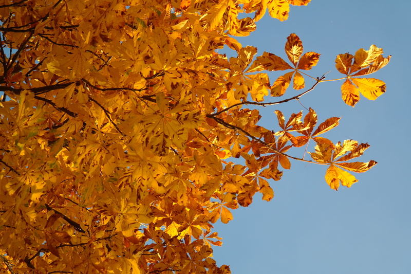 golden, fall foliage, blue, branch, outdoors, white rosskastanie, low angle view, aesculus hippocastanum, fall color, buckeye, plant, color Image, forest
