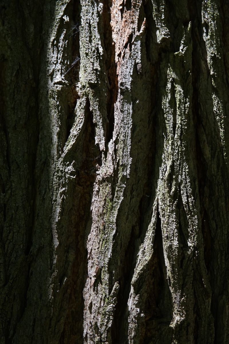 robinia pseudoacacia, natural pattern, day, log, nature, silver rain, natural condition, rough, summer green deciduous tree, full frame, backgrounds, false acacia