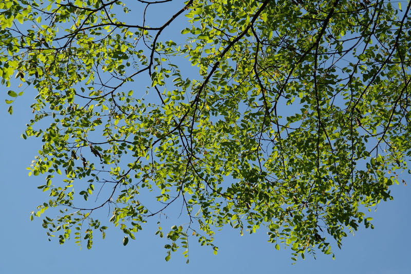 low angle view, deciduous tree, clear sky, false acacia, summer green deciduous tree, blue, beauty in nature, tree canopy, growth, scenics - nature, tree