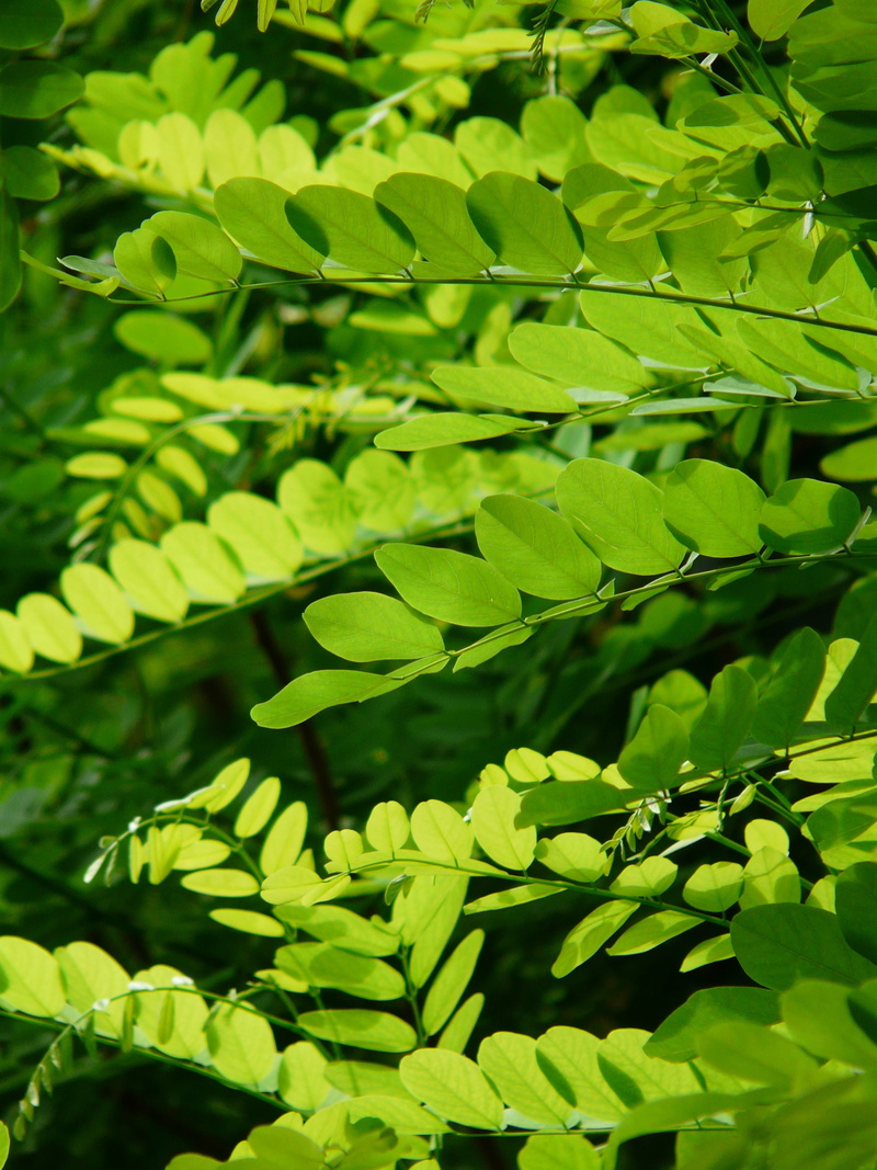 plant, robinia pseudoacacia, sunlight, beauty in nature, false acacia, robinia, slightly, full frame, common maple, airy, green, day, tree, tranquility