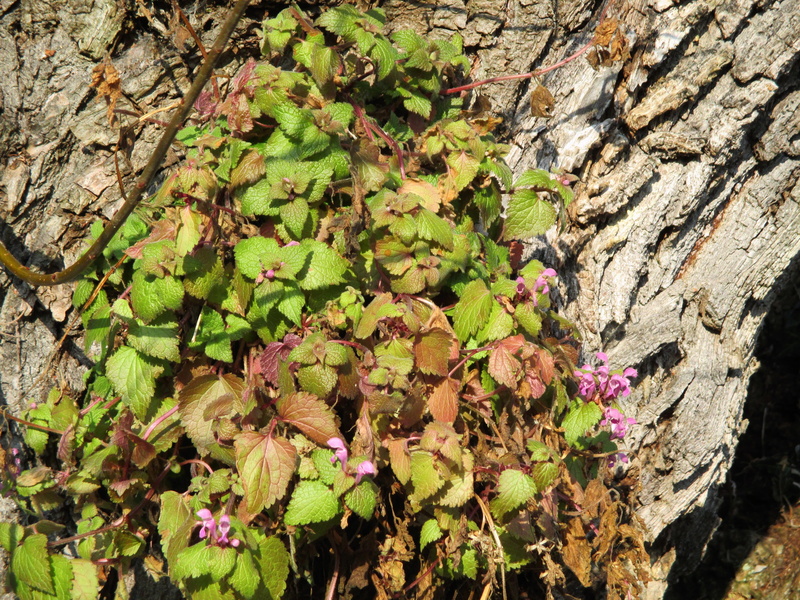 flower, textured, flowering plant, plant part, bark, freshness, outdoors, tree, green, climber, no people, close-up, leaves, green color, sunlight, nature