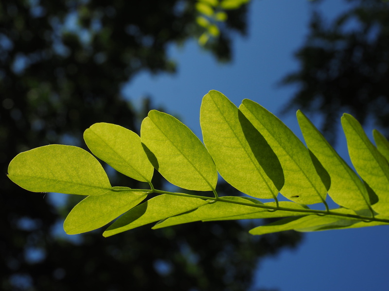 freshness, general schotendorn, nature, light, filigree, leaf veins, plant, selective focus, robinia, bright, leaf green, outdoors, bees, park tree, focus on foreground