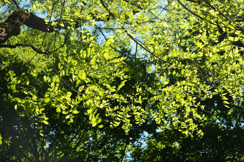 freshness, plant, beauty in nature, green color, spring, tree, Common, leaves, land, deciduous tree, low angle view, robinia pseudoacacia, tree canopy
