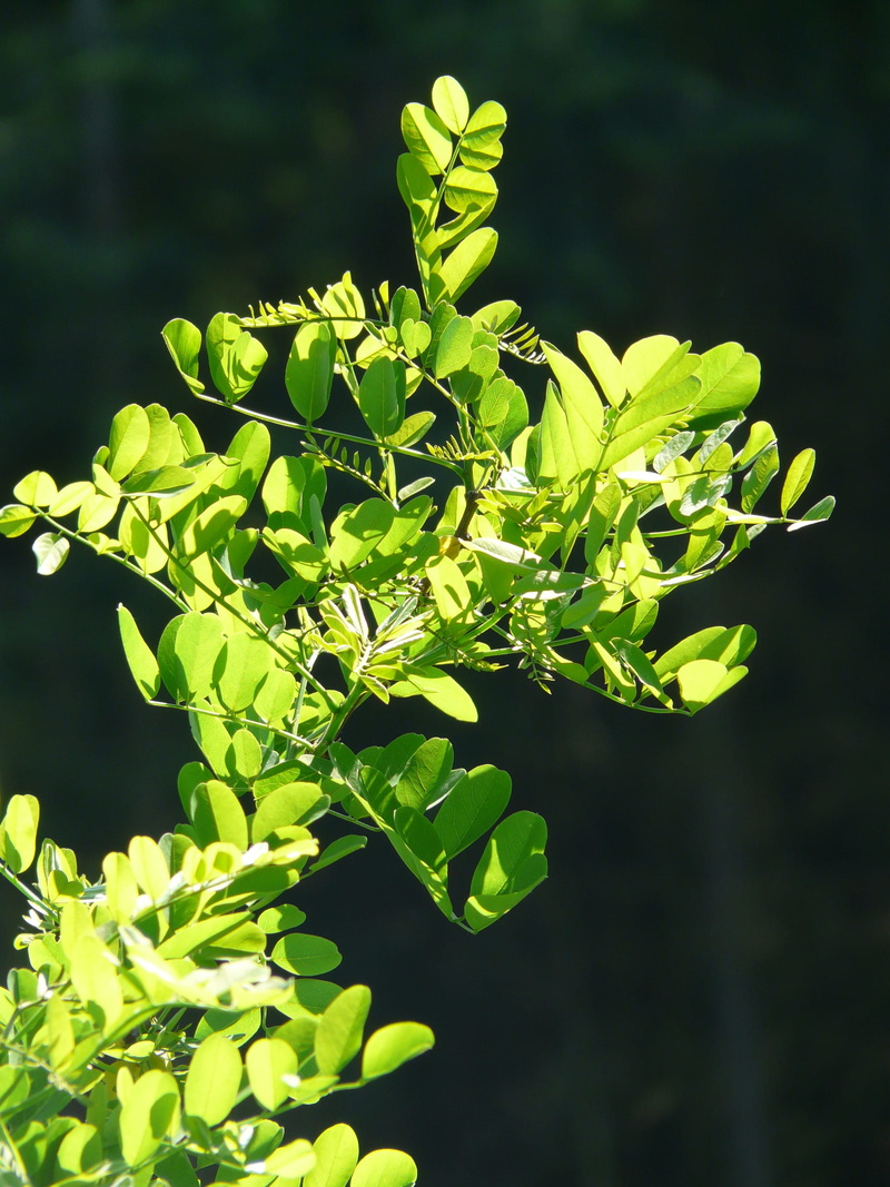 freshness, common maple, flower, plant part, nature, beauty in nature, flora, focus on foreground, plant, growth, ornamental plant, green, no people, close-up