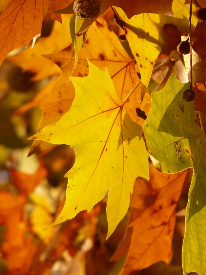 selective focus, outdoors, maple leaved plane, color, platanus hispanica, plant part, leaved, fall, autumn, yellow, autumn forest, branch, back light, leaf vein
