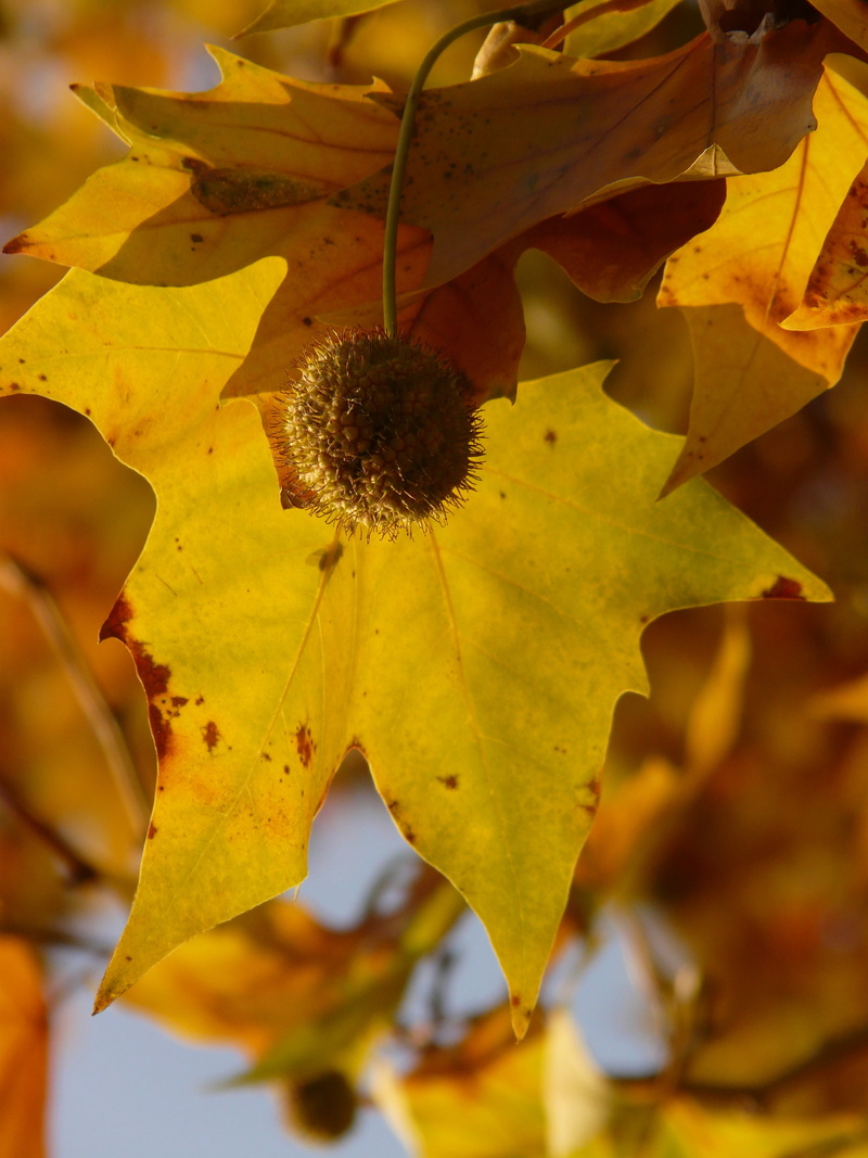 focus on foreground, platanaceae, maple leaved plane, outdoors, close-up, autumn forest, 2K, common plane, fruit, golden, plane, color, change, fragility