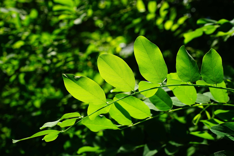 filigree, deciduous tree, bright green, focus on foreground, close-up, plant, outdoors, dark green, no people, details, day, fabaceae, green, leaf, tranquility