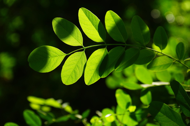 beauty in nature, ornamental plant, sunlight, bright, dark green, robinia pseudoacacia, shades of green, summer green, translucent, 5K, close-up, plant part