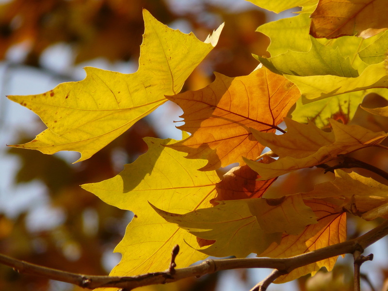 leaf, natural condition, sun, hybrid plane, bastard plane, outdoors, no people, autumn, color, platanaceae, leaf vein, maple leaved plane, close-up, orange color