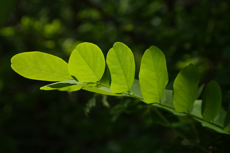 leaves, clover, close-up, no people, green color, robinia, growth, dark green, common maple, plant, beauty in nature, leaf, field, outdoors, silver rain