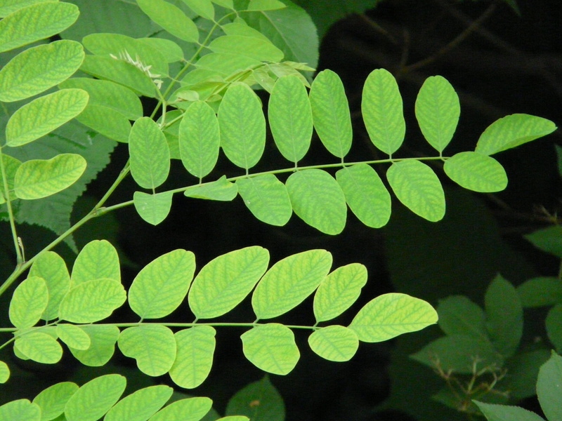 leaves, herb, false acacia, silver rain, green, botany, ornamental plant, leaf, freshness, no people, sunlight, beauty in nature, robinia pseudoacacia