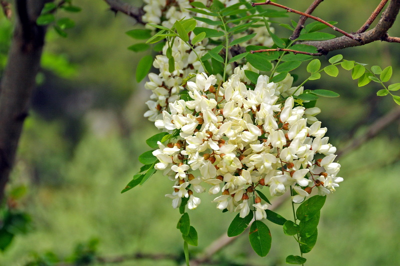 fragility, plant, branch, flowering plant, focus on foreground, springtime, robinia pseudoacacia, tree, growth, close-up, plant part, vulnerability, flower