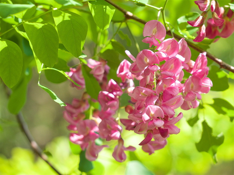 Robinia setinitvalue, Robinia, macro, 1080P, brush
