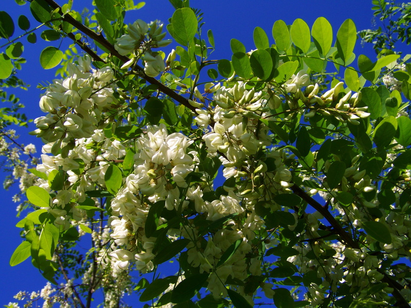 blue, robinia pseudoacacia, plant part, springtime, sky, nature, spring, flowering plant, leaf, outdoors, plant, flowering acacia, beauty in nature, low angle view
