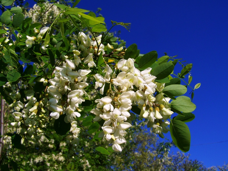 beauty in nature, close-up, white color, freshness, flowering acacia, lilac, flowers, no people, fragility, green color, tree, spring, day, flowering plant