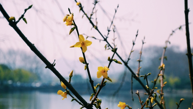 no people, tree, springtime, growth, the scenery, plant, flower, vulnerability, focus on foreground, flower head, petal, flowering plant, fragility, nature