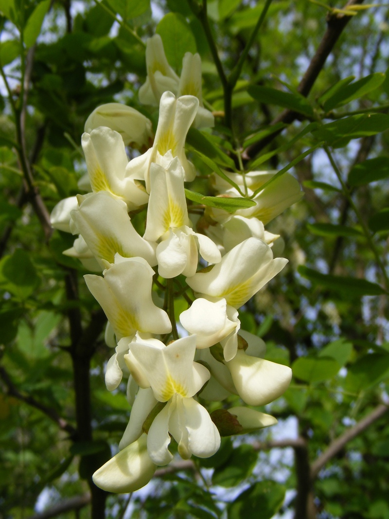 fragility, black, tree, beauty in nature, growth, flowers, flower, flower head, white color, close-up, flowering plant, blossom, 2K, branch, robinia, day