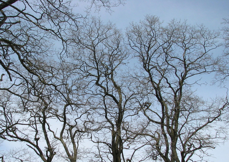 branch, backgrounds, low angle view, sky, tree canopy, robinia pseudoacacia, scenics - nature, plant, tranquil scene, bare tree, 4K, tree, moneymore, nature