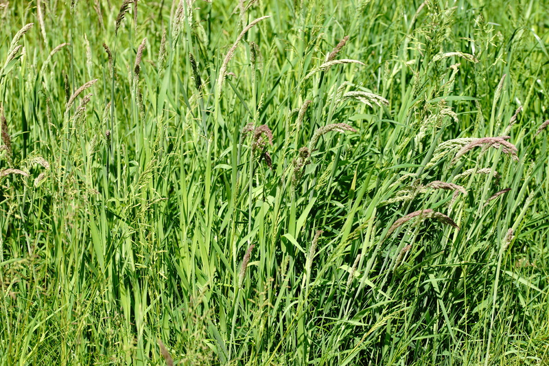 bamboo - plant, 5K, tranquility, full frame, freshness, blade of grass, field, nature, Pasture, foliage, day, Green, land, backgrounds, beauty in nature