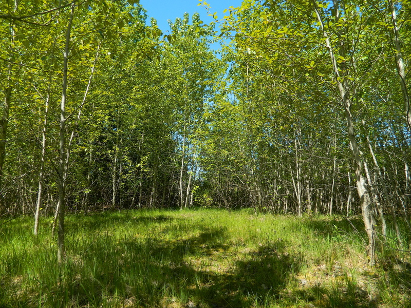 green Color, yellow, non-Urban Scene, tree, tree Trunk, swamp, scenics - nature, leaf, season, wilderness Area, foliage, woodland, landscape, day, land