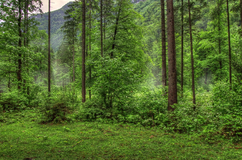 footpath, vibrant Color, tranquil Scene, morning, green Color, green, uncultivated, day, landscape, nature, sunbeam, scenics - nature, tree, sunlight, tranquility