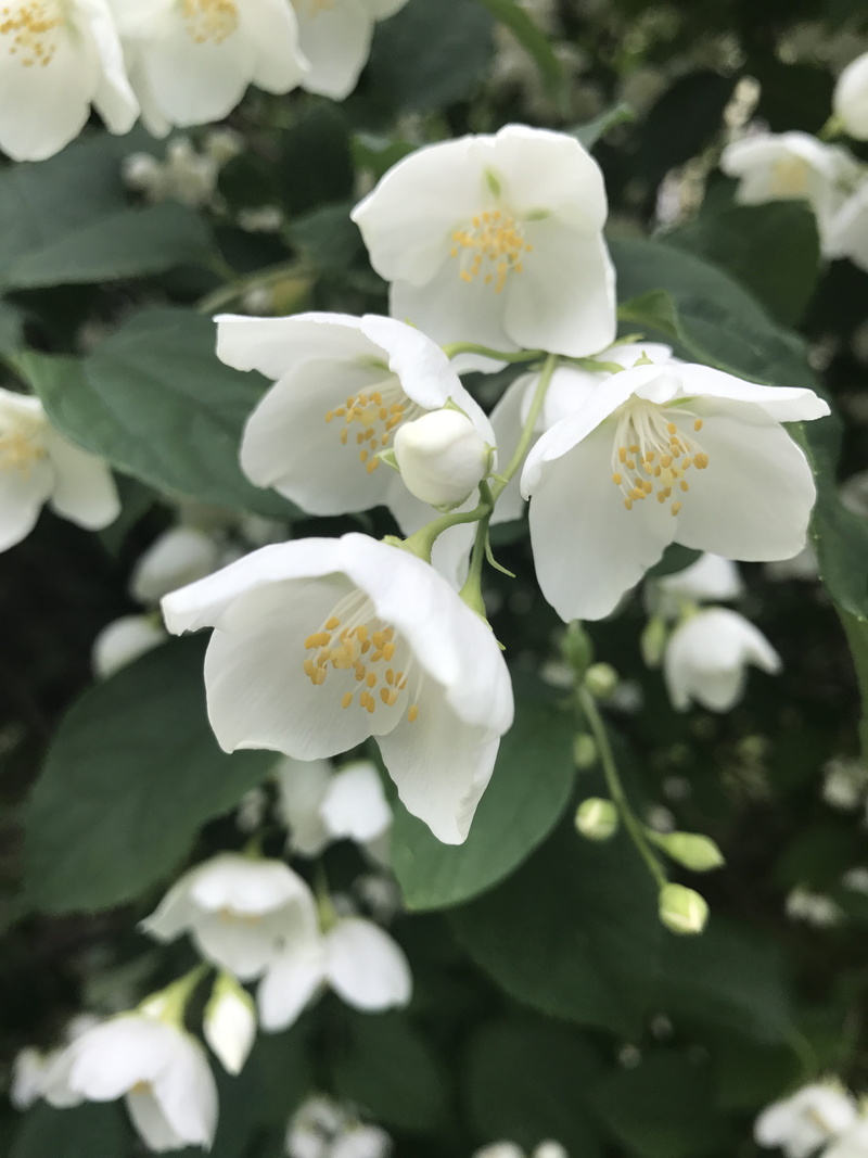 fragility, white, plant, flowering plant, exhilarating, selective focus, deciduous tree, ecology, mood, white color, focus on foreground, summer, heat