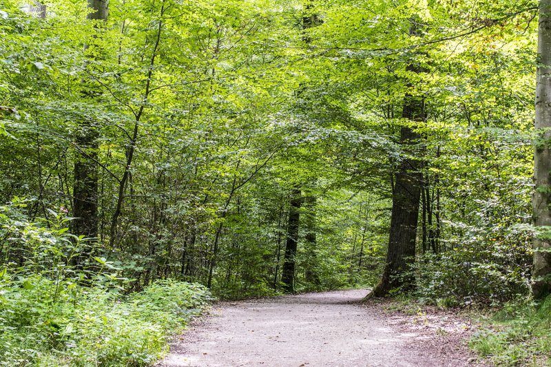 nature, growth, foliage, footpath, the way forward, scenics, 5K, non-Urban Scene, gravel road, mood, outdoors, Green, walk, idyll, diminishing perspective