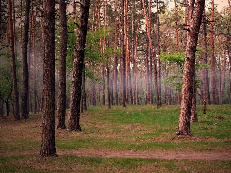 tree, tree Trunk, outdoors, growth, pine woodland, nature, leafed, red, branch, 720P, summer, idyllic, sunbeam, environment, non-Urban Scene, leaf, yellow