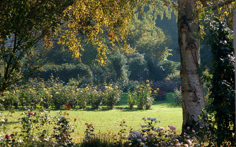bush, scenics - nature, red, deciduous Tree, branch, garden, nature, footpath, green Color, rural Scene, light, blue, autumn, day, bark, field, summer