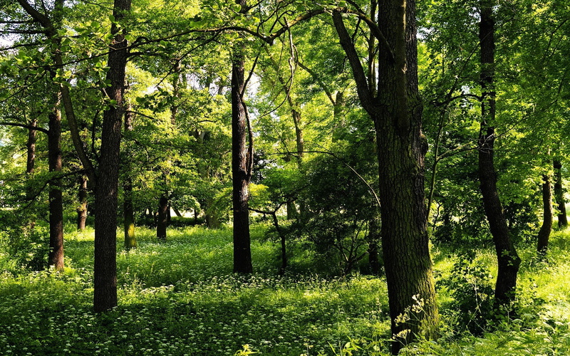park, sunny, grass, greens, field, scenics, meadow, tree trunk, leaf, vibrant Color, bright, rural Scene, foliage, growth, forest, wood, lush Foliage, footpath