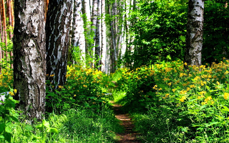 tranquility, woodland, forest, bush, vegetation, day, autumn, color Image, green Color, multi Colored, trunk, no People, colors, nature, wood, bushes, summer