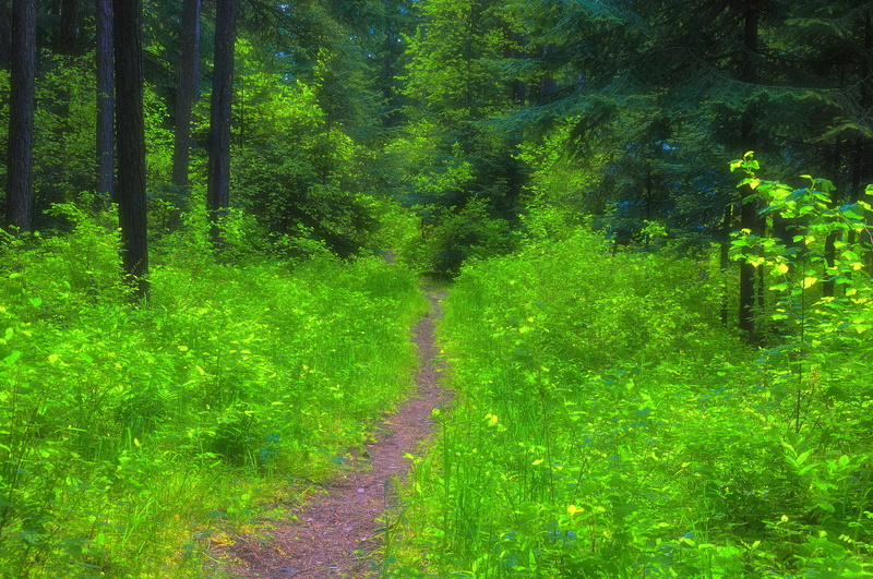 sunbeam, springtime, pathway, trail, colors, landscape, beauty In Nature, tranquil Scene, rural Scene, grass, tree Canopy, non-Urban Scene, beech Tree