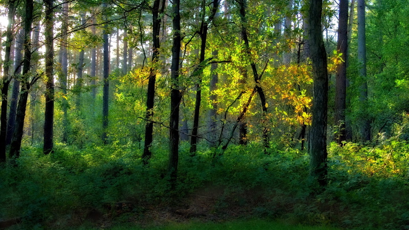 scenics, lush Foliage, color Image, beech Tree, branch, october, trunk, rural Scene, autumn, sunlight, growth, green, land, footpath, park - Man Made Space