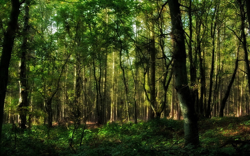 springtime, lot, season, sun, mystery, uncultivated, non-Urban Scene, wood, woodland, rural Scene, autumn, light - Natural Phenomenon, branches, 1080P