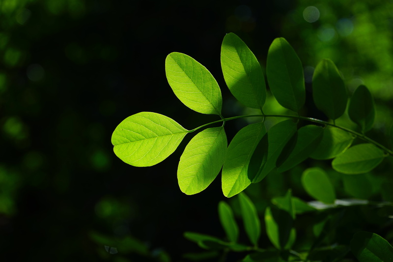 focus on foreground, false acacia, deciduous tree, backgrounds, selective focus, leaf structures, freshness, nature, green color, dark green, back light