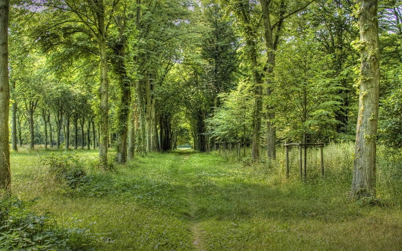 tree, grass, bush, field, coniferous Tree, nature, growth, autumn, light - Natural Phenomenon, deciduous Tree, non-Urban Scene, wilderness Area, green Color