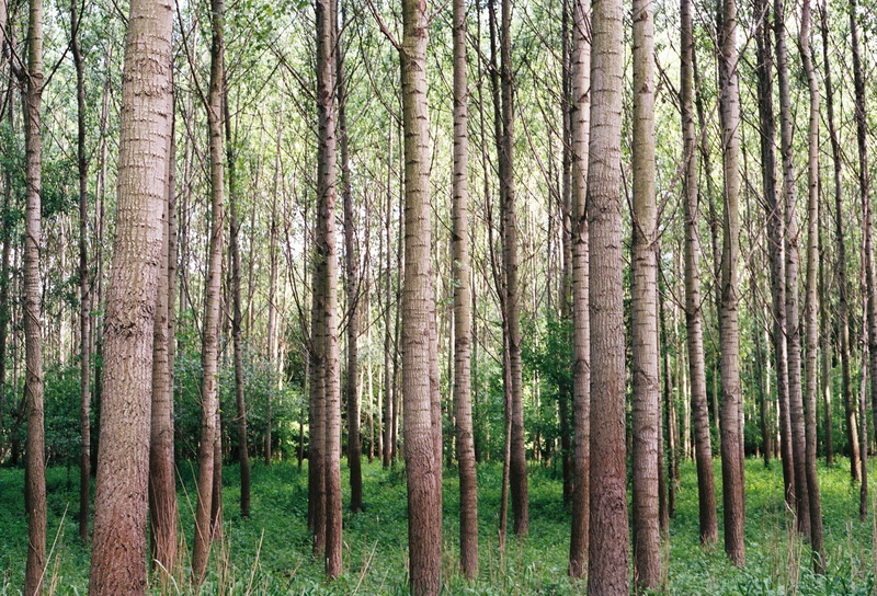 springtime, nature, plant, land, beauty In Nature, forest, green Color, scenics, scenics - nature, treelined, leaf, coniferous Tree, tranquil Scene, trees