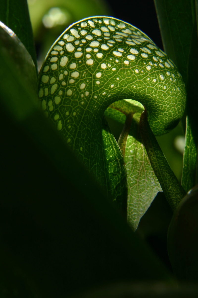 california, close-up, plant, marsh, green color, specialised, beauty in nature, rare, green, 2K, trap, drop, Carnivorous, backlit, Cobra Lily, selective focus